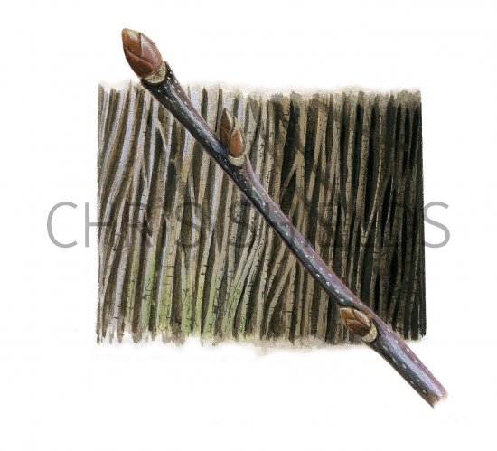 Illustration of Sweet Chestnut bark & twig (Castanea sativa) (#2389)