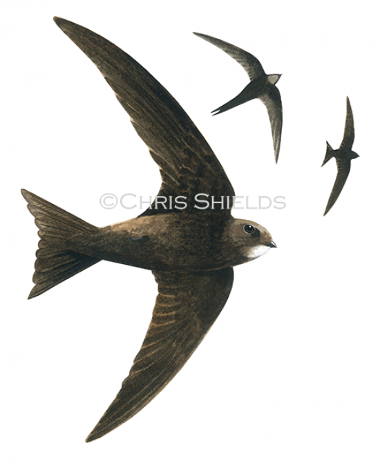 Illustration of Swift (Apus apus) (#0823)