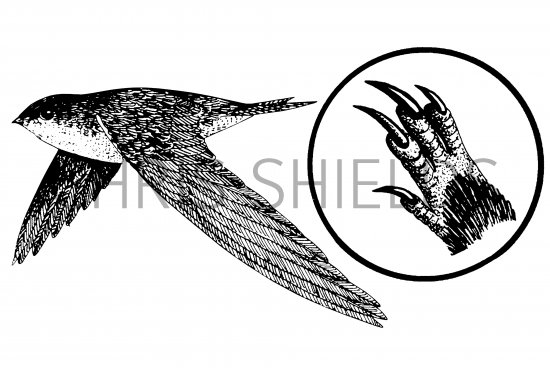 Illustration of Swift (Apus apus) (#4349)