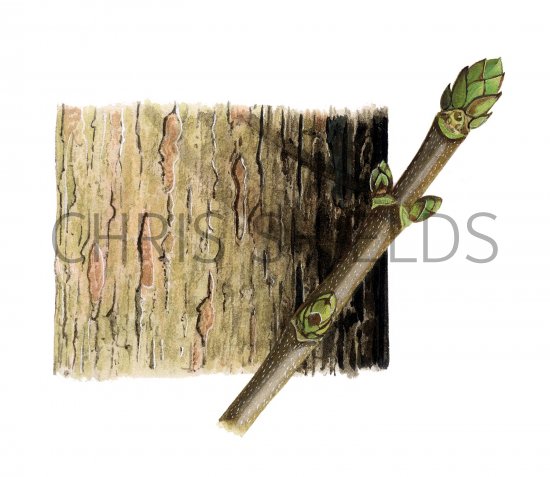 Illustration of Sycamore (Acer pseudoplatanus) (#2188)