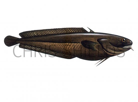 Illustration of Tadpole Fish (Raniceps raninus) (#1065)