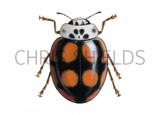 Illustration of Ten-spot Ladybird f.decempustulatus (Adalia 10-punctata) (#0911)
