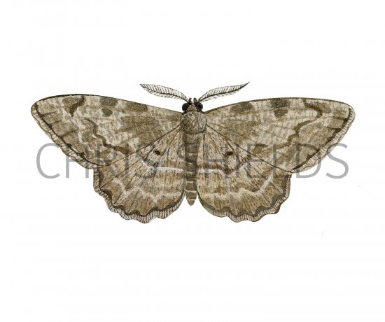 Illustration of The Engrailed (Ectropis bistortata) (#2464)