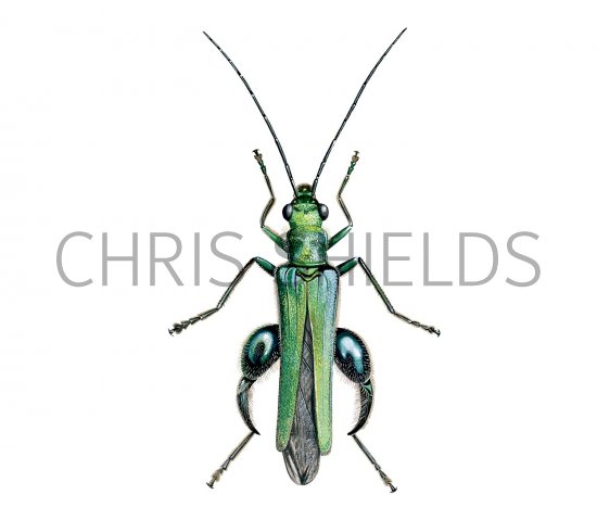 Illustration of Thick-legged Flower Beetle (Oedemera nobilis) (#2726)