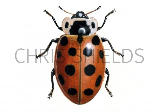 Illustration of Thirteen-spot Ladybird (Hippodamia 13-punctata) (#0912)