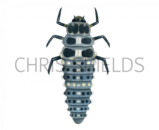 Illustration of Thirteen-spot Ladybird Larvae (Hippodamia 13-punctata) (#1787)