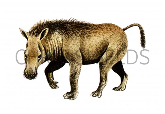 Illustration of Thomashuxleya (#0657)