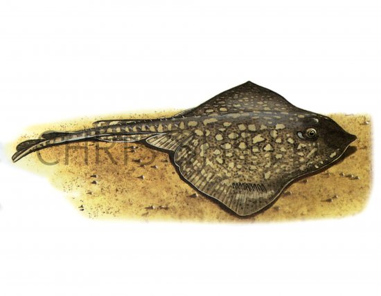 Illustration of Thornback Ray (Raja Claveta) (#1059)