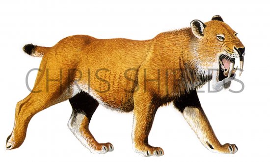 Illustration of Thylacosmilus (#0658)