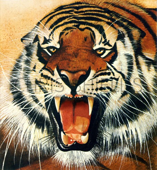 Illustration of Tiger (bengal) Panthera tigris tigris (#0256)