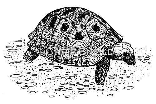 Illustration of Tortoise (#3089)