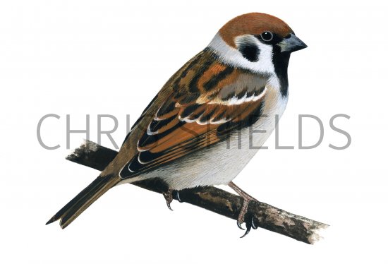 Illustration of Tree Sparrow (Passer montanus) (#1234)