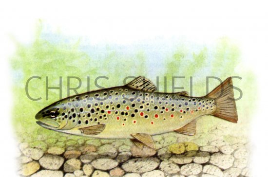 Illustration of Trout (Brown) Salmo trutta (#0194)