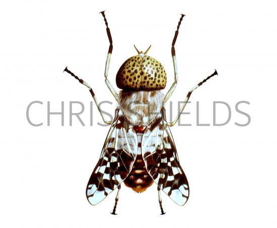 Illustration of Tsetse Fly (Glossina Spp.) (male) (#1343)