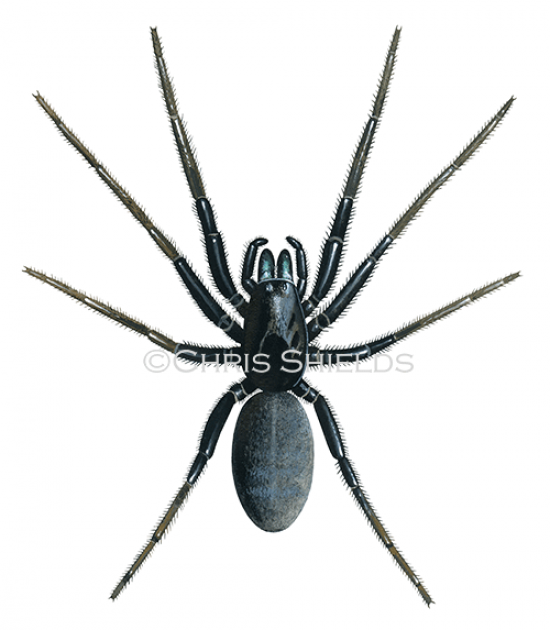 Illustration of Tube Web Spider (Segestria florentina) (#2201)