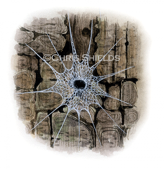 Illustration of Tube Web Spider (Segestria senoculata) (#1509)