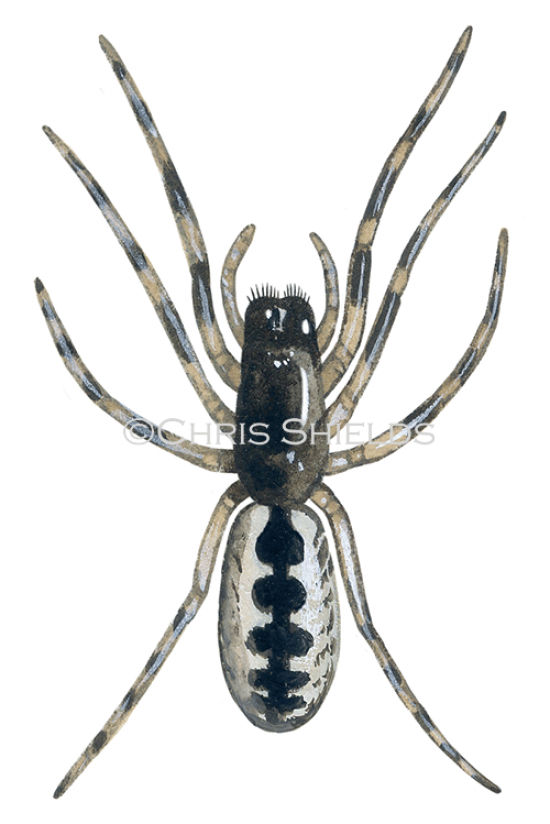 Illustration of Tube web Spider (Segestria senoculata) (#1521)
