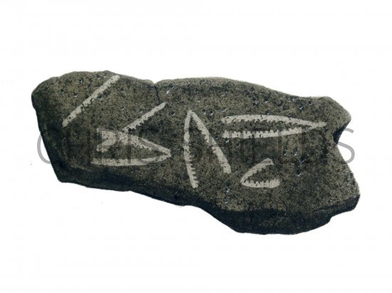 Illustration of Tuning Fork Graptolite Fossil (Didymograpus) (#0692)
