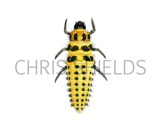 Illustration of Twentytwo-spot Ladybird Larvae (Psyllobora 22-punctata) (#1802)