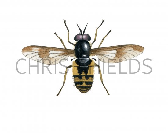 Illustration of Twin-lobed Deerfly (Chrysops relictus) (#2534)