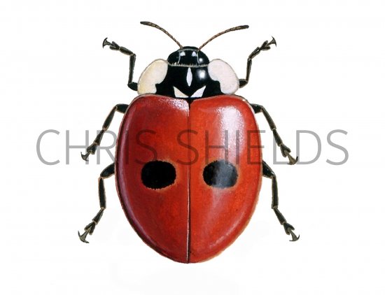 Illustration of Two-spot Ladybird (Adalia 2-punctata) (#0915)