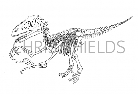 Illustration of Utahraptor (#0210)