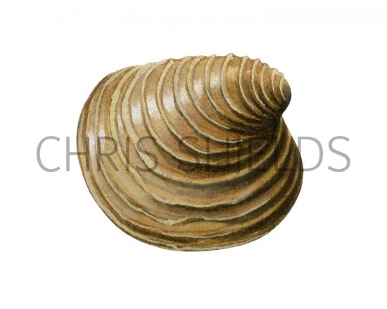 Illustration of Venus casina (Circomphalus casina) (#2340)