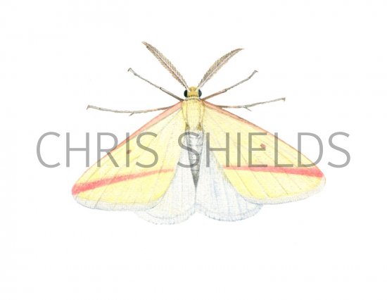 Illustration of Vestal Moth (Rhodometra sacraria) (#1553)