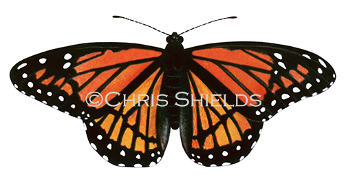 Illustration of Viceroy Butterfly (Limenitis archippus) (#0292)