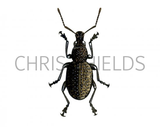 Illustration of Vine Weevil (Otiorhynchus sulcatus) (#1442)