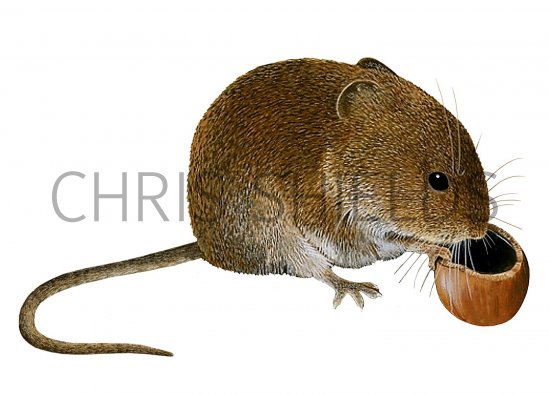 Illustration of Vole (Field) Microtus agrestis (#2956)