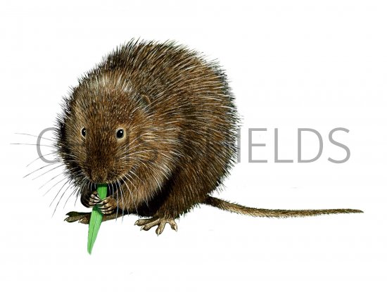 Illustration of Vole - Water (Arvicola amphibius) (#0281)