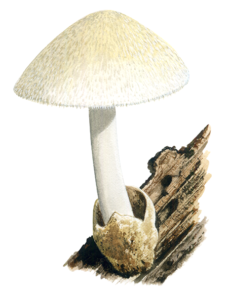 Illustration of Volvariella bombycina (Silky Rosegill) (#4476)