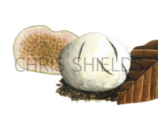 Illustration of Wakefieldia macrospora (#1970)