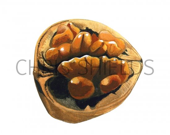 Illustration of Wallnut (Juglans regia) (#2738)