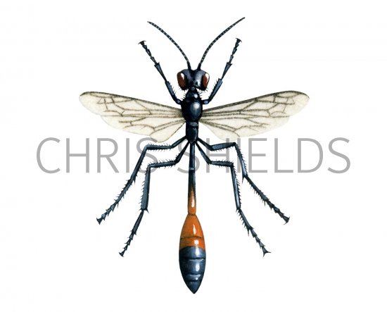 Illustration of Red-banded Sand Wasp (Ammophila sabulosa) (#0396)