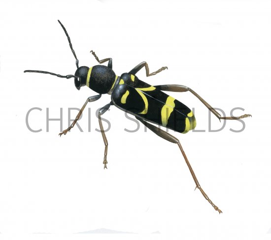 Illustration of Wasp Beetle (Clytus arietis) (#4079)