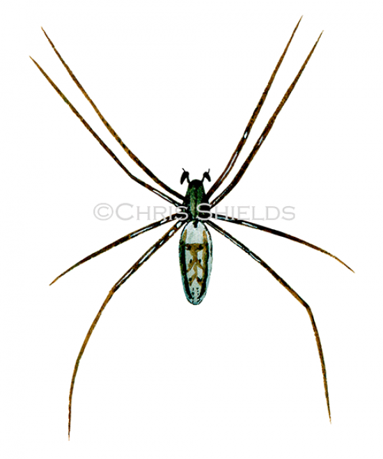 Illustration of Wasp Spider (male) Argiope bruennichi (#1223)