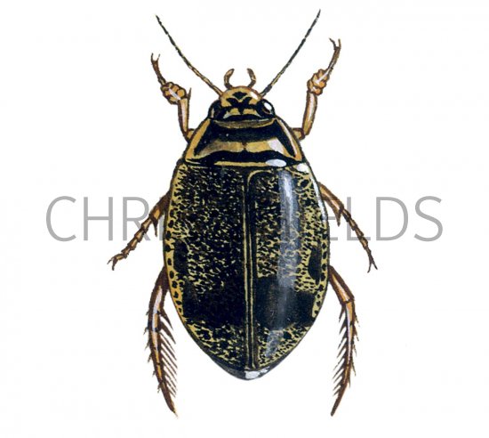 Illustration of Water Beetle (Acilius sulcatus) (#2140)