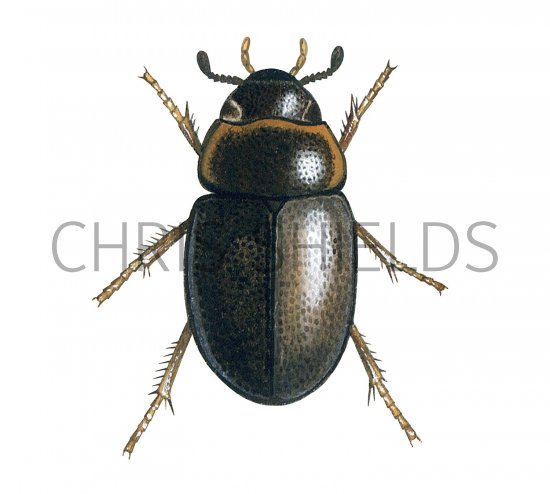 Illustration of Water Beetle (Anacaena limbata) (#3453)