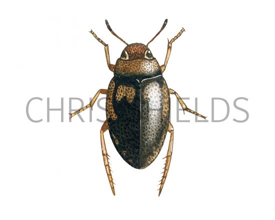 Illustration of Water Beetle (Hygrotus inaequalis) (#3441)