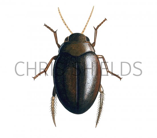 Illustration of Water Beetle (Hyphydrus ovatus) (#3448)