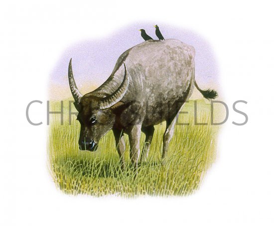 Illustration of Water Buffalo (Bubalus bubalis) (#3319)