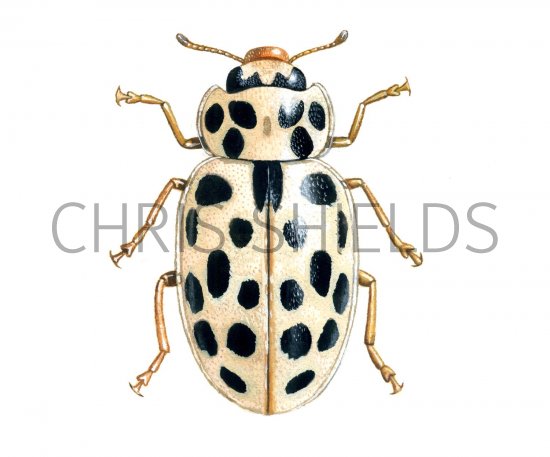 Illustration of Water Ladybird (winter form) Anisosticta 19-punctata (#0609)