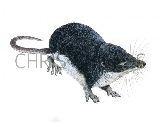 Illustration of Shrew (Water) Neomys fodiens) (#2838)