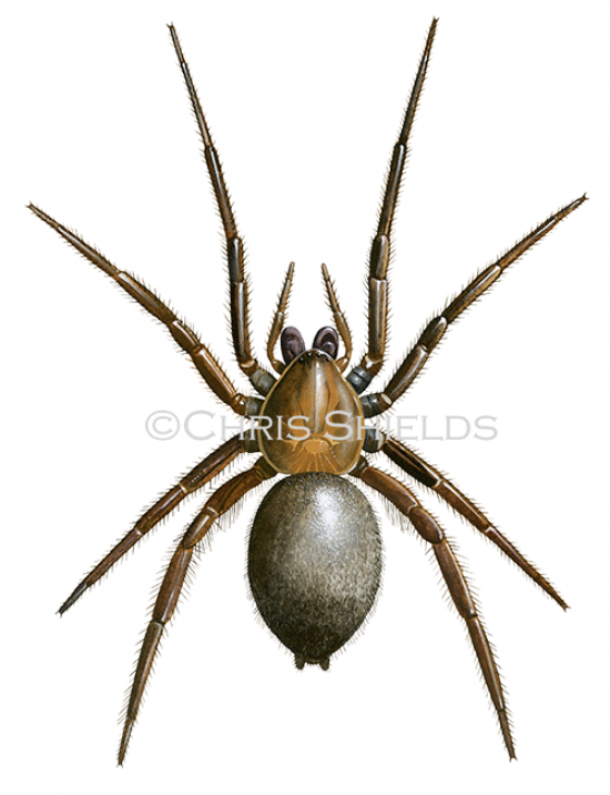 Illustration of Water Spider (Argyroneta aquatica) (#3165)