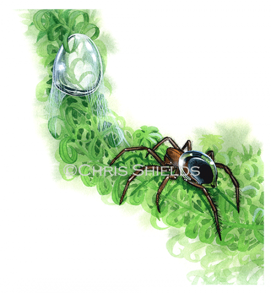 Illustration of Water Spider (Argyroneta aquatica) (#0729)