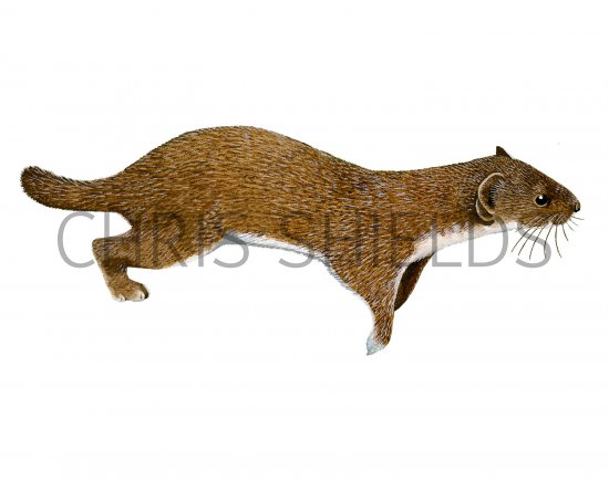Illustration of Weasel (Mustela nivalis) (#2894)