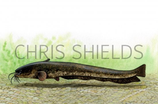 Illustration of Wels Catfish (Silurus glanis) (#0196)