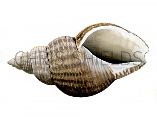 Illustration of Common Whelk (Buccinum undatum) (#0803)